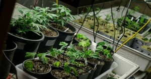 Seriously 'Sinister' Big Pharma: Opioid Maker Bankrolls Opposition to Pro-Pot Referendum