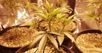 All three marijuana legalization ballot measures passed on Tuesday night.